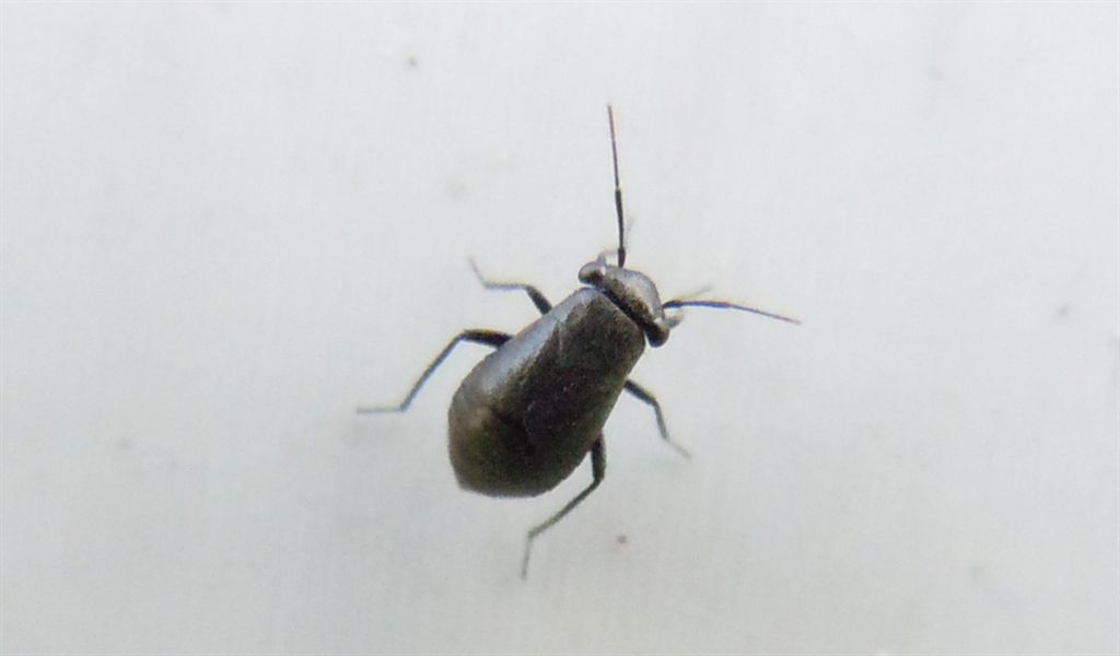 Miridae: Pachytomella passerinii  della Campania (NA)